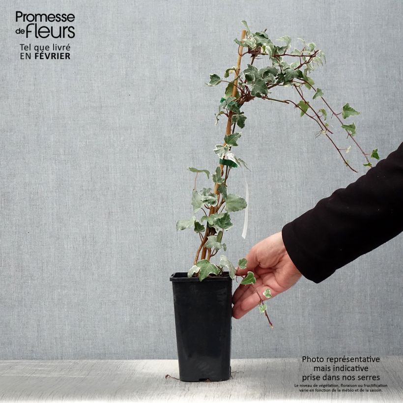 Example of Lierre commun - Hedera helix Sagittifolia Variegata Pot de 1,5L/2L as you get in hiver