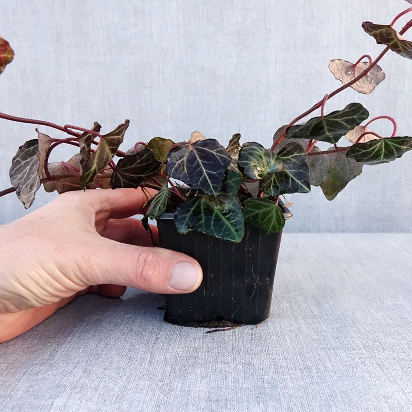 Example of Lierre commun - Hedera helix Woerner Godet de 8/9 cm as you get in hiver