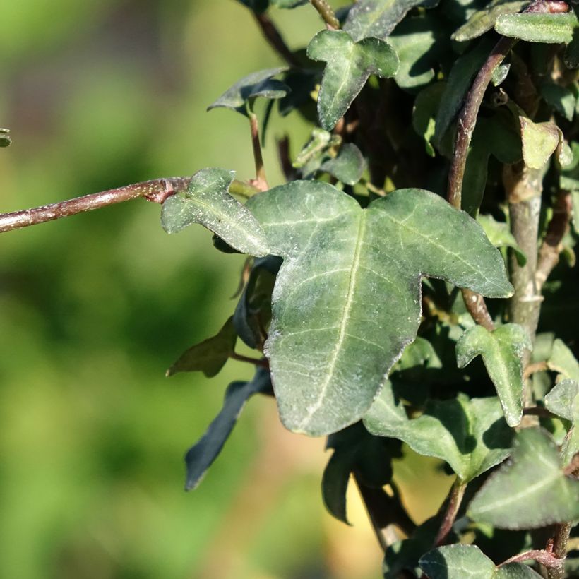 Lierre d'Irlande - Hedera helix Spetchley  (Foliage)
