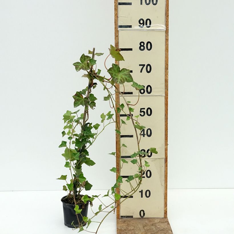 Example of Lierre d'Irlande - Hedera hibernica Pot de 2L/3L as you get in ete