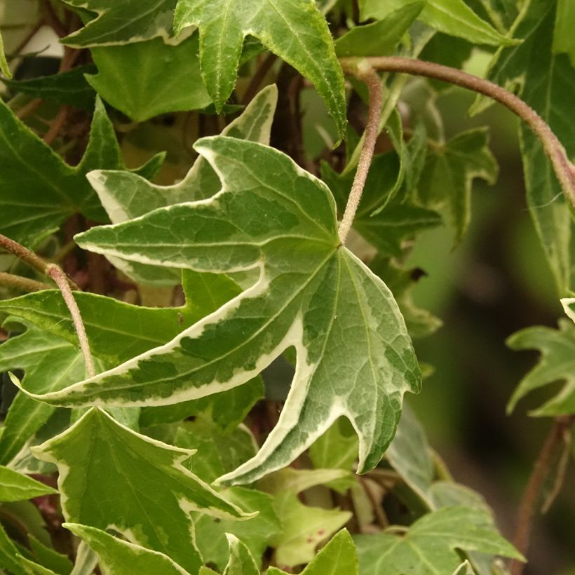 Lierre d'ornement - Hedera helix White Ripple (Foliage)