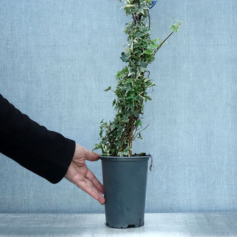 Example of Lierre d'ornement - Hedera helix White Ripple Pot de 1,5L/2L as you get in automne