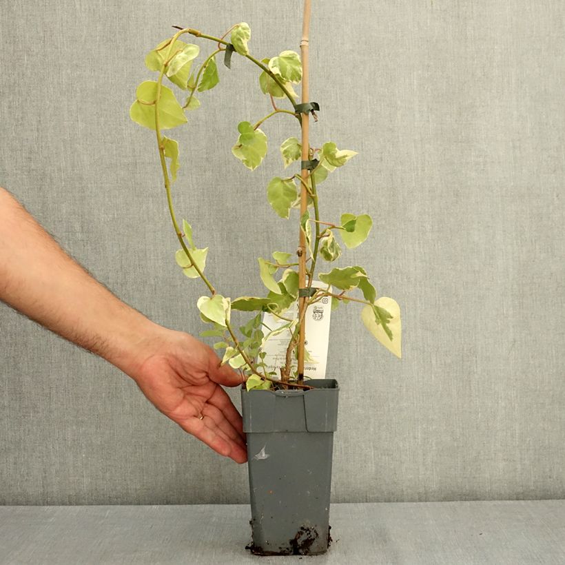 Example of Lierre de Colchide - Hedera colchica Dentata Variegata Pot de 1L/1,5L as you get in ete