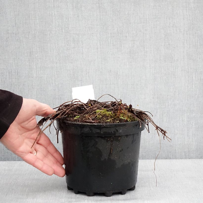 Example of Ligulaire - Ligularia stenocephala The Rocket Pot de 2L/3L as you get in hiver