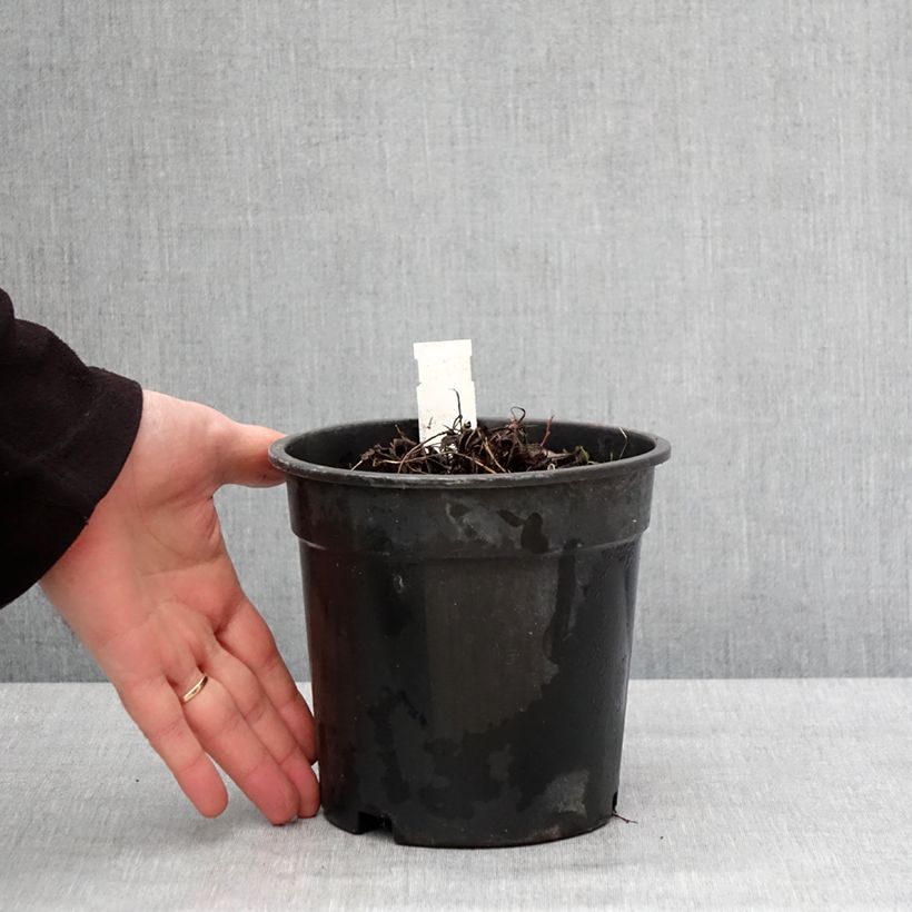Example of Ligularia Little Golden Ray - Ligulaire Pot de 2L/3L as you get in hiver