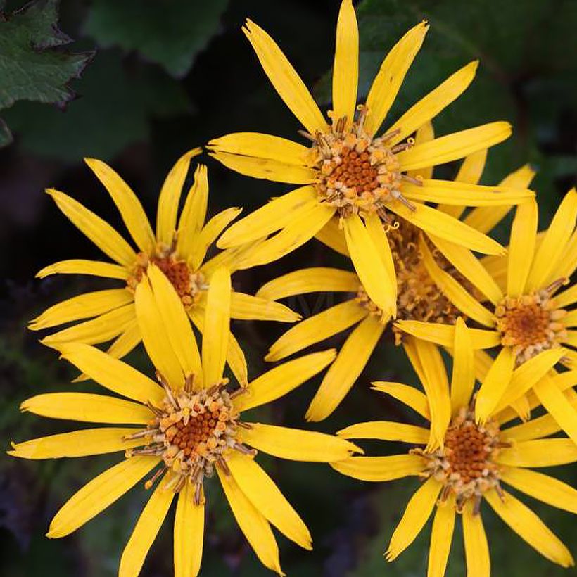 Ligularia Little Golden Ray - Ligulaire (Flowering)