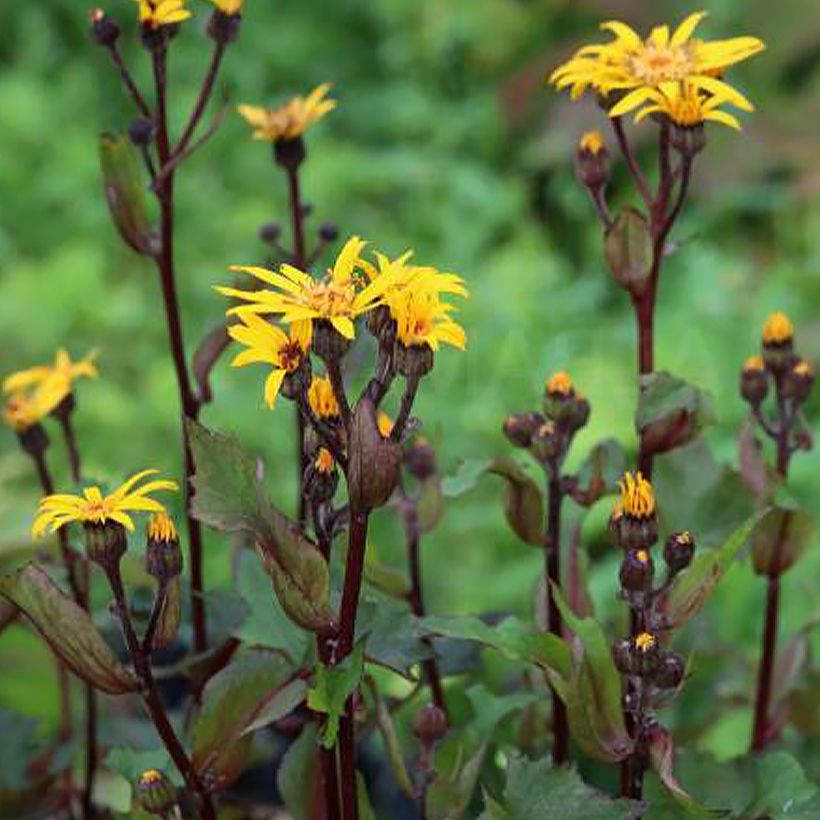 Ligularia Little Golden Ray - Ligulaire (Plant habit)