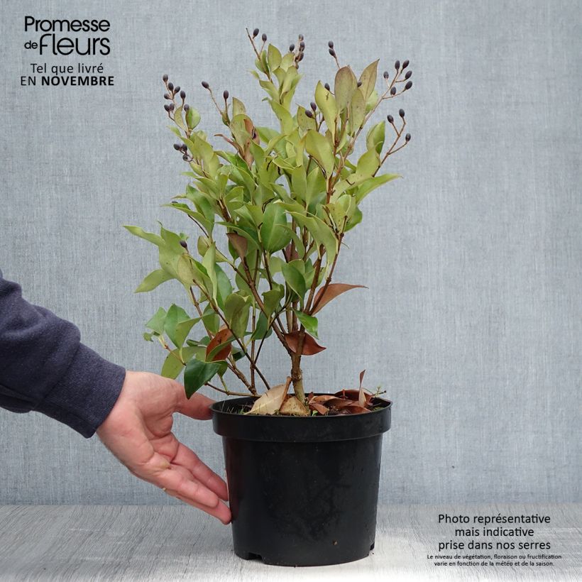 Example of Ligustrum japonicum Green Century - Troène du Japon Pot de 2L/3L as you get in automne
