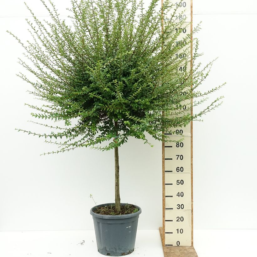 Example of Ligustrum jonandrum (ionandrum) - Troène du Yunnan Pot de 20L/25L, Demi-Tige as you get in ete