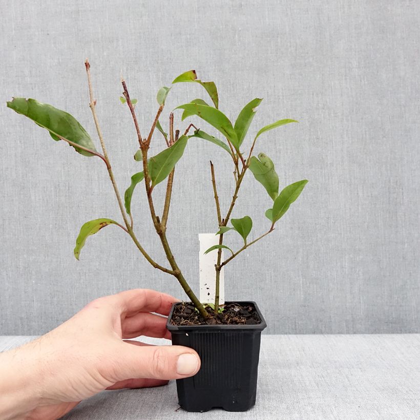 Example of Ligustrum lucidum Green Screen - Troène brillant Godet de 8/9 cm as you get in hiver