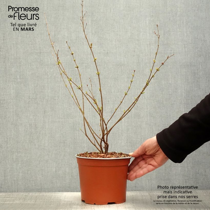 Example of Lilas Bloomerang Pink Perfume - Syringa nain hybride remontant Pot de 2L/3L as you get in printemps