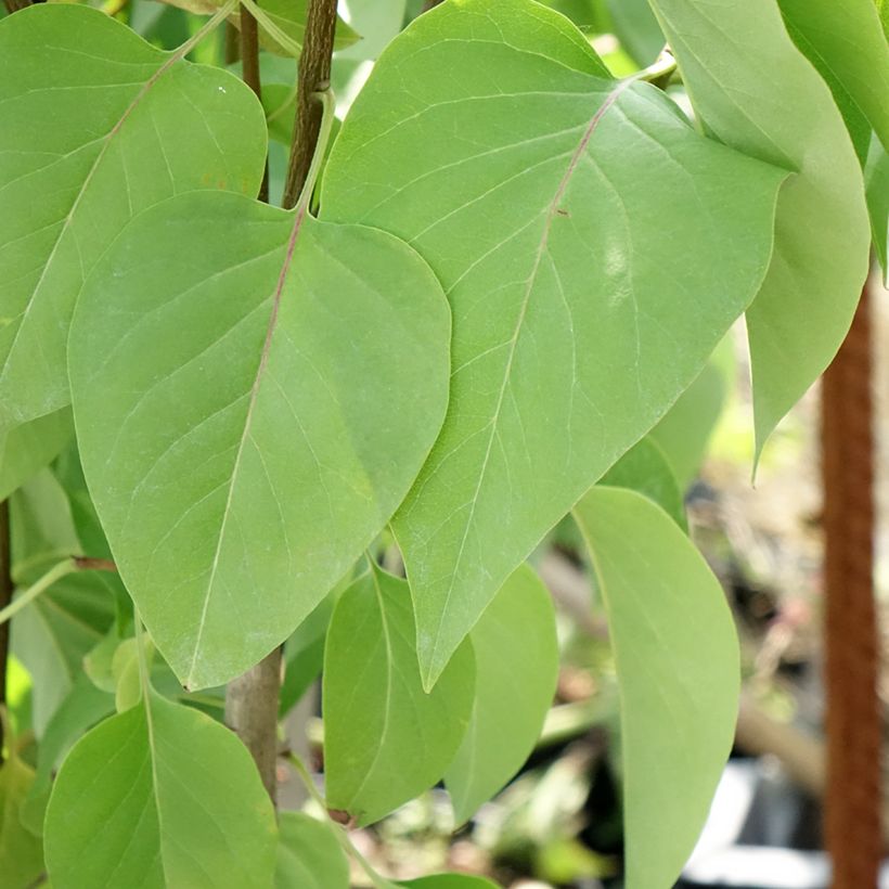 Lilas commun - Syringa vulgaris Kindy Rose (Foliage)