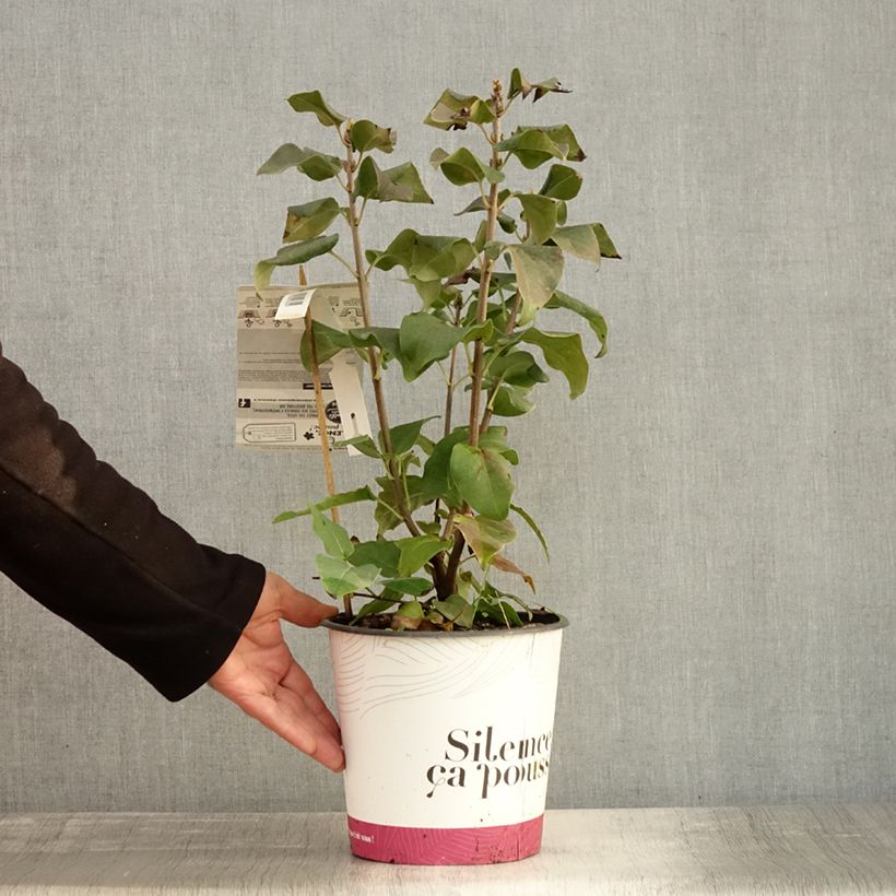 Example of Lilas commun - Syringa vulgaris Konchalovskii Pot de 4L/5L as you get in automne