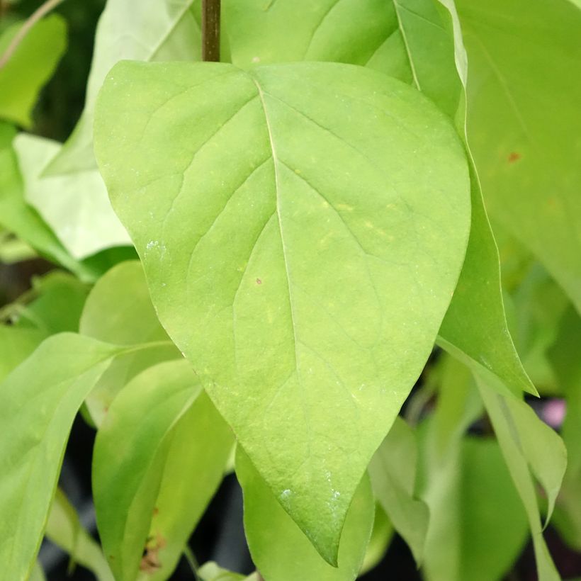 Lilas commun - Syringa vulgaris Znamya Lenina (Foliage)