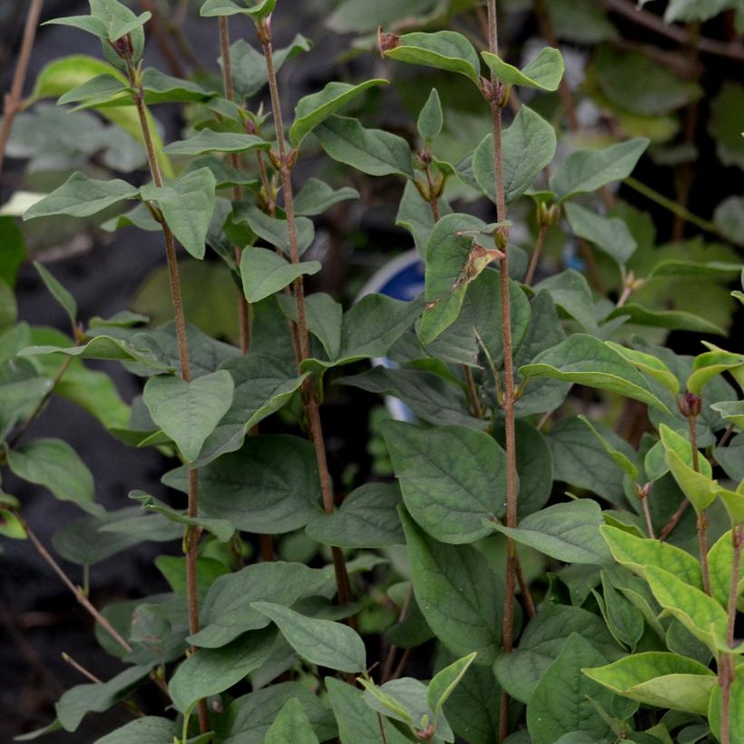 Lilas de Chine - Syringa microphylla Superba (Foliage)