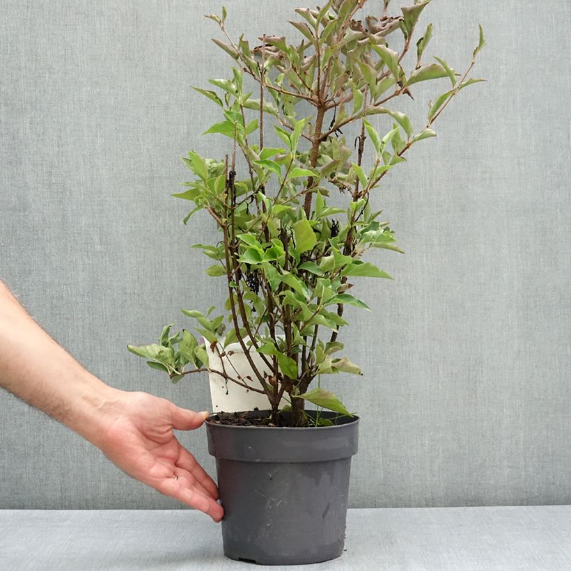 Example of Lilas de Chine - Syringa patula Violet Uprising Pot de 3L/4L as you get in ete