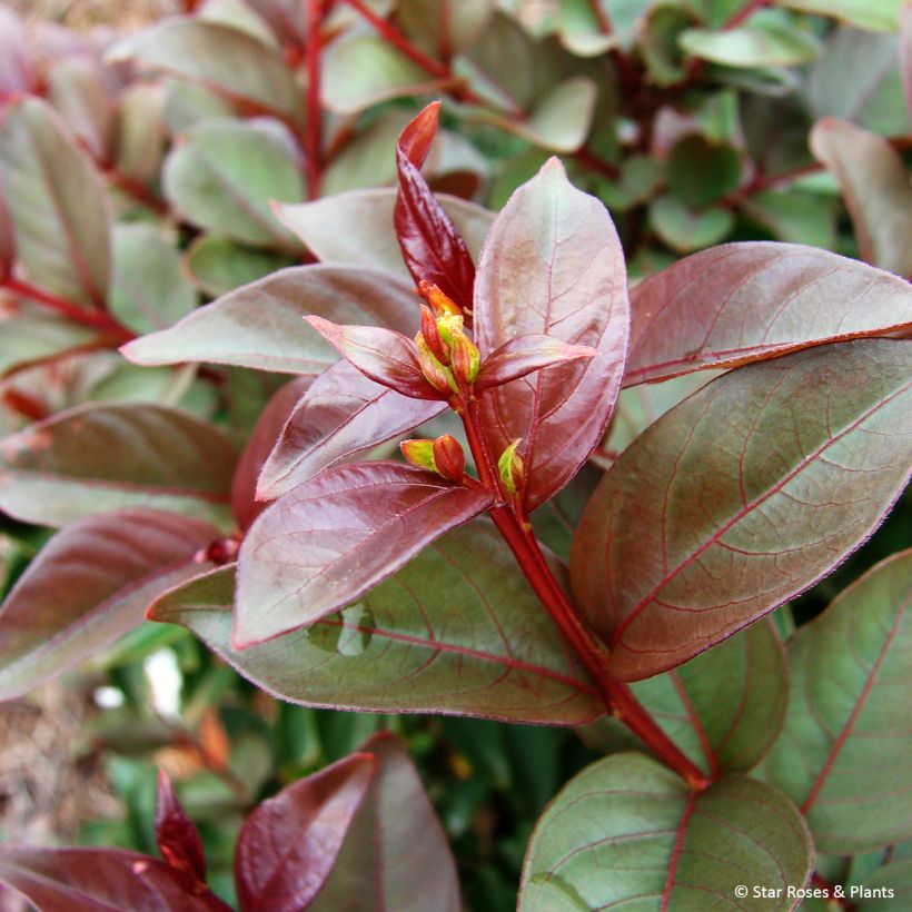 Lagerstroemia Enduring White - Lilas des Indes (Foliage)