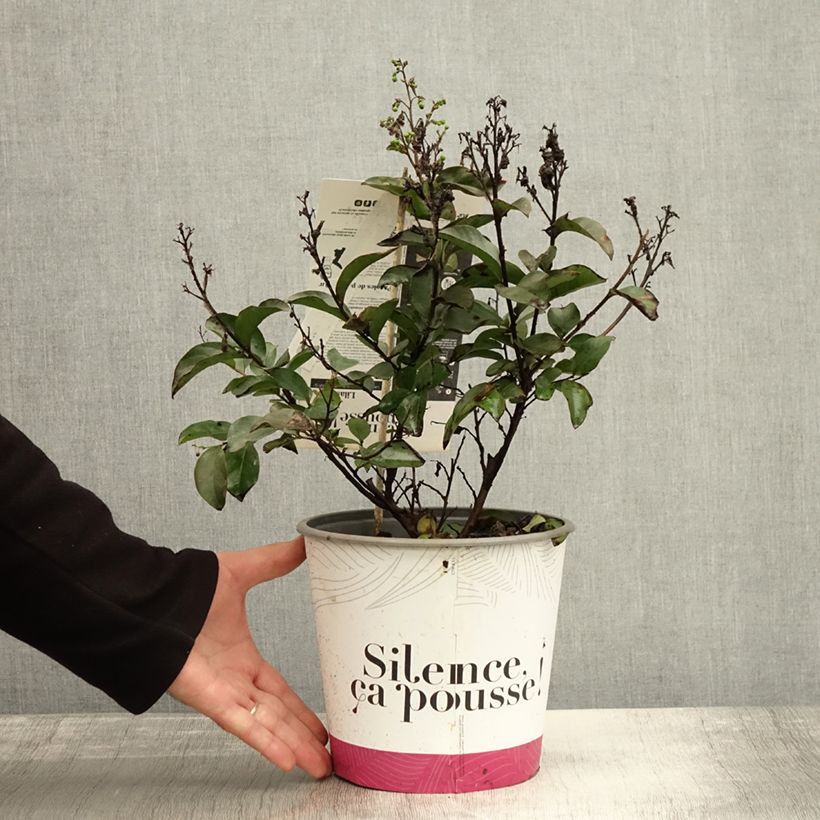 Example of Lagerstroemia Enduring White - Lilas des Indes Pot de 3L/4L as you get in automne