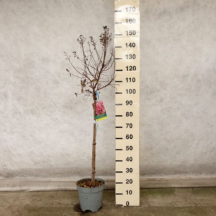 Example of Lilas des Indes - Lagerstroemia indica Berry Dazzle Pot de 7,5L/10L as you get in automne