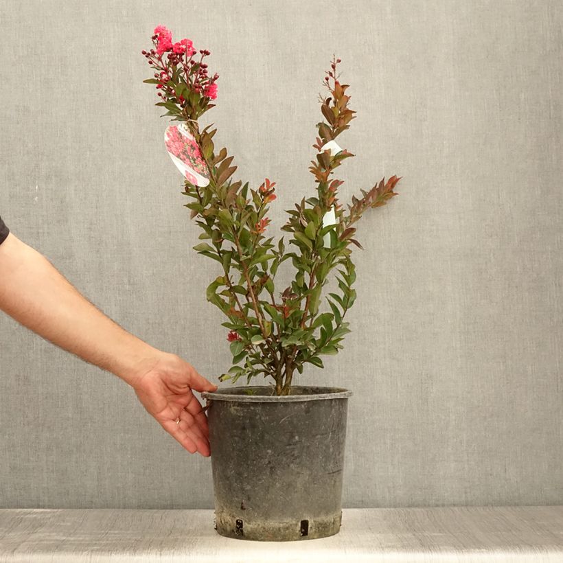 Example of Lilas des Indes - Lagerstroemia indica Berry Dazzle Pot de 7,5L/10L as you get in ete