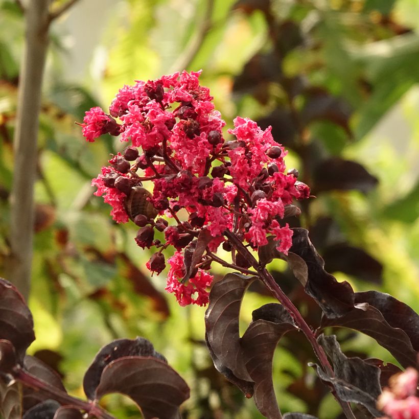 Lilas des Indes - Lagerstroemia indica Black Solitaire Best Red (Foliage)