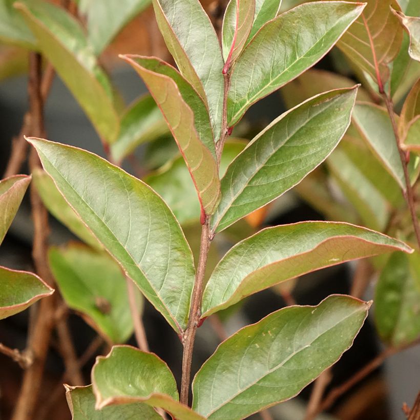 Lilas des Indes - Lagerstroemia indica Enduring Lavender (Foliage)