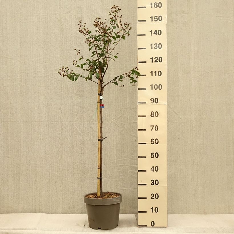 Example of Lilas des Indes - Lagerstroemia indica Eveline Pot de 7,5L/10L as you get in automne