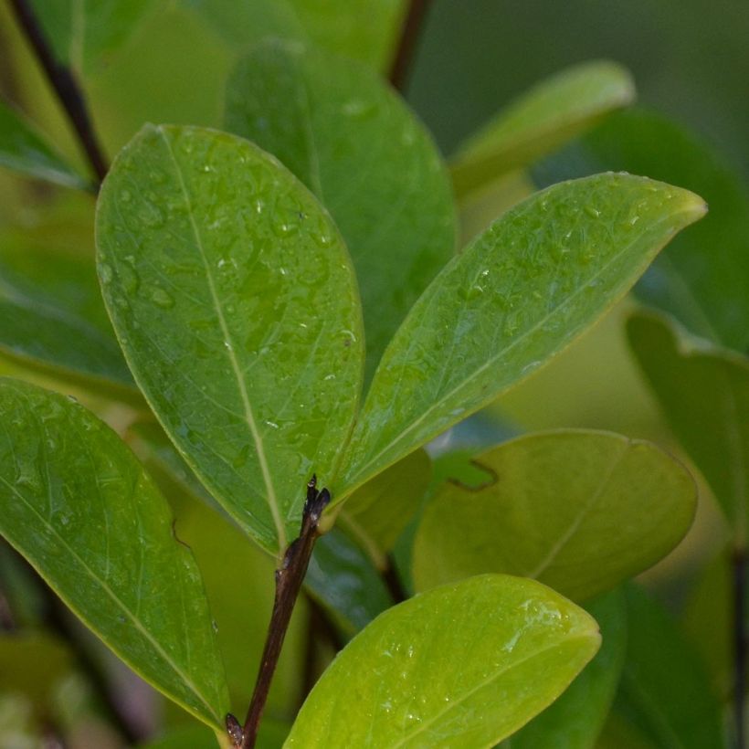 Lagerstroemia indica Kimono - Lilas des Indes blanc (Foliage)