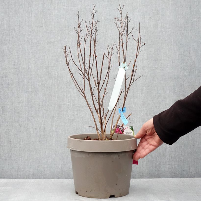 Example of Lilas des Indes - Lagerstroemia indica Rhapsody In Blue Pot de 7,5L/10L, Buisson as you get in printemps