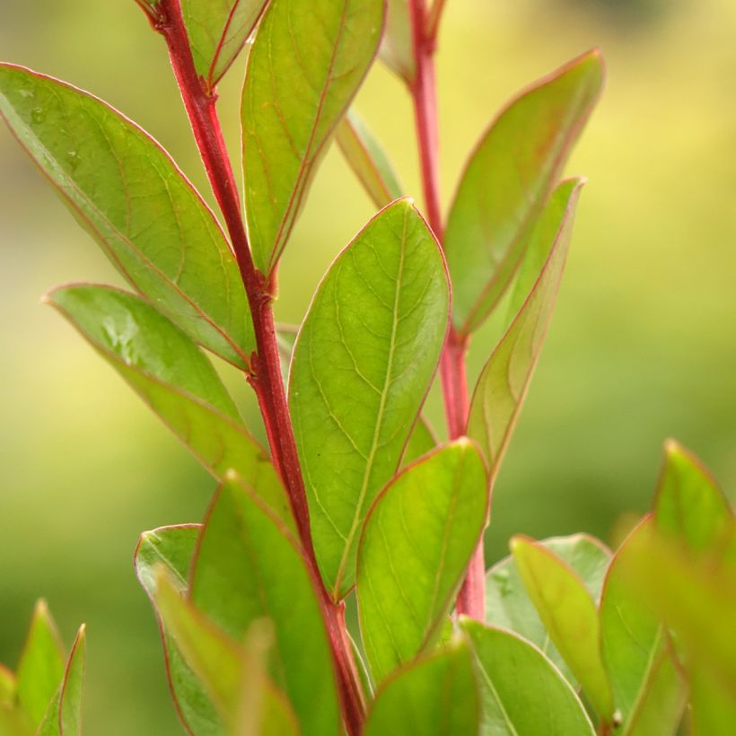 Lilas des Indes - Lagerstroemia indica Virgin With Love (Foliage)