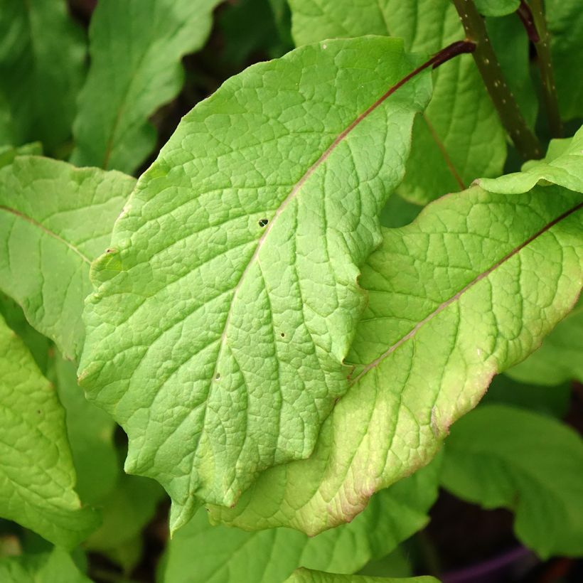 Lilas hybride Pinktini - Syringa x prestoniae  (Foliage)