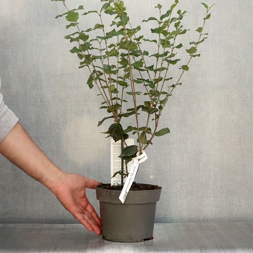 Example of Lilas nain - Syringa meyeri Flowerfesta Purple Pot de 3L/4L as you get in automne