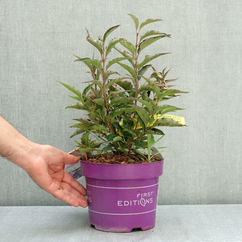 Example of Lilas - Syringa Little Lady Pot de 3L/4L as you get in ete