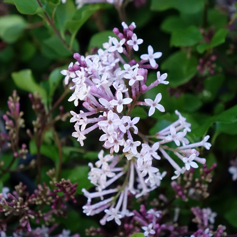 Lilas - Syringa meyeri Palibin (Flowering)