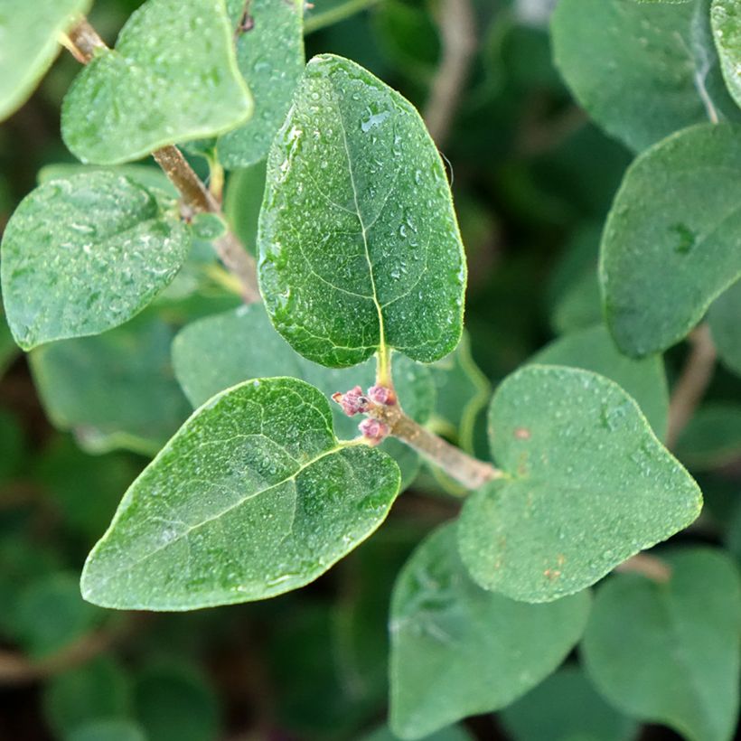 Lilas - Syringa Tinkerbelle (Foliage)