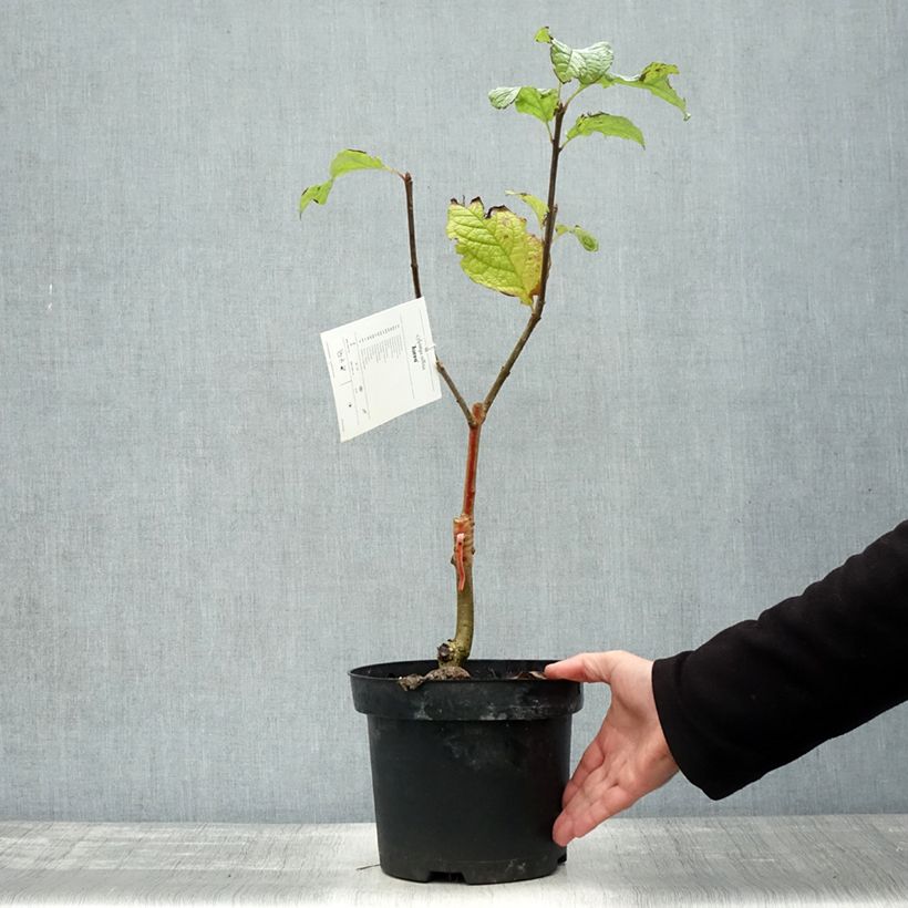 Example of Lilas - Syringa villosa Aurea Pot de 4L/5L as you get in automne