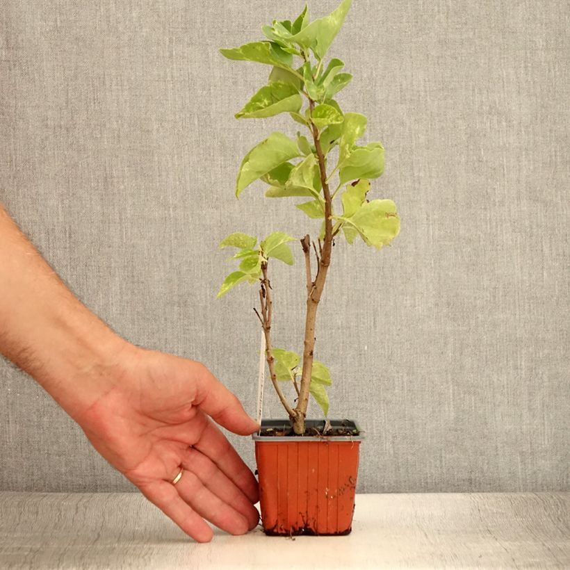 Example of Lilas - Syringa vulgaris Aucubaefolia Godet de 8/9 cm as you get in ete