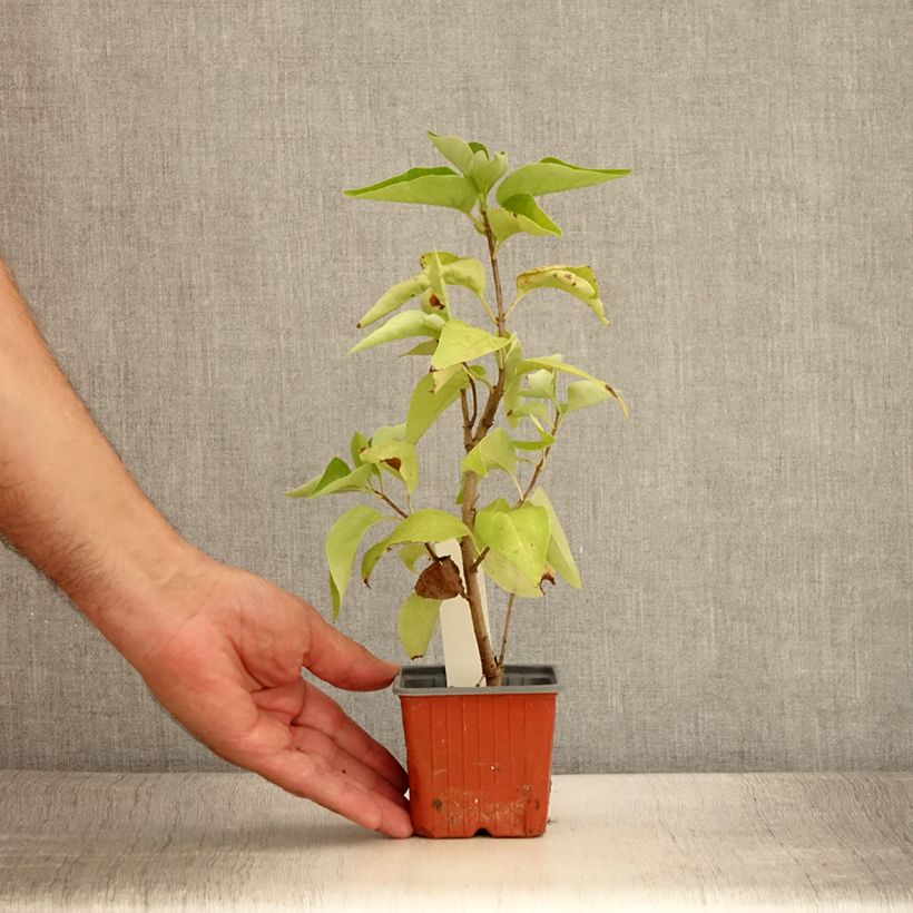 Example of Lilas - Syringa vulgaris Nadezhda Godet de 8/9 cm as you get in ete