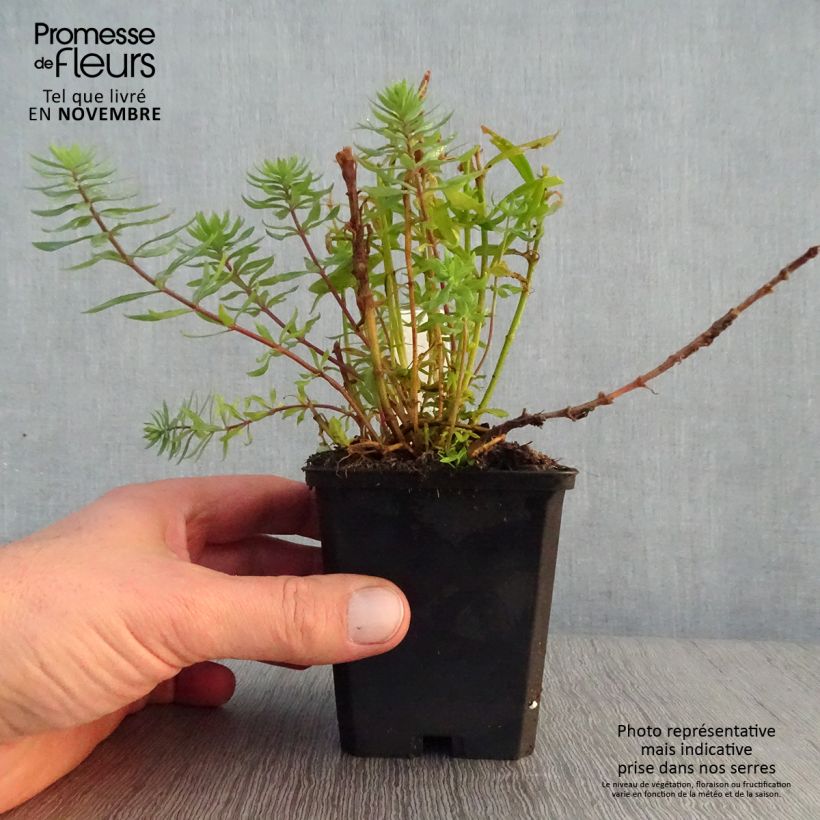 Example of Linaria purpurea Canon J. Went - Linaire pourpre Godet de 8/9 cm as you get in automne