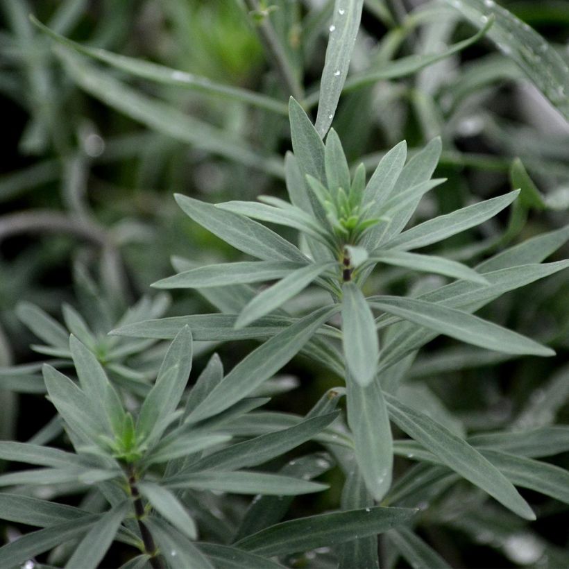 Linaria purpurea - Linaire pourpre (Foliage)