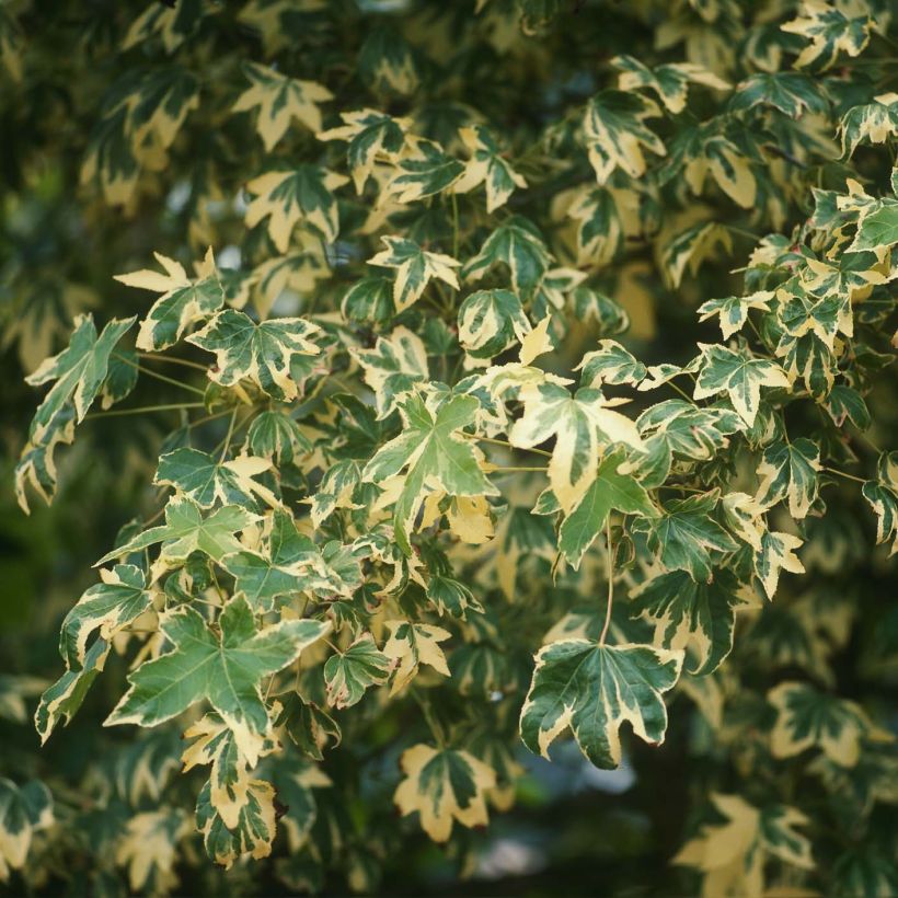 Liquidambar styraciflua Albomarginata Manon - Copalme d'Amérique (Foliage)