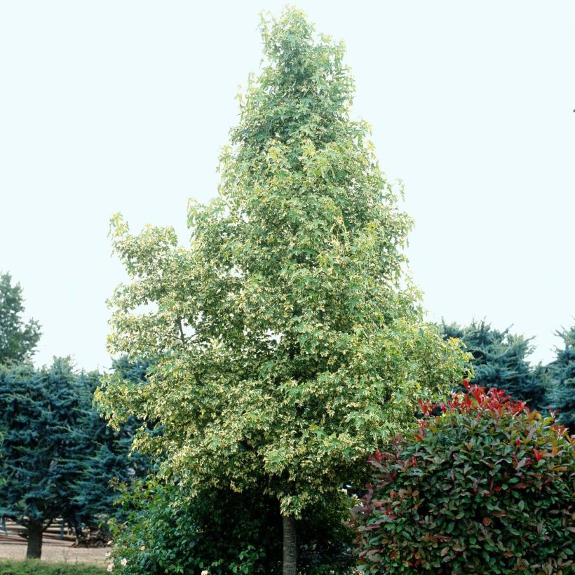 Liquidambar styraciflua Albomarginata Manon - Copalme d'Amérique (Plant habit)