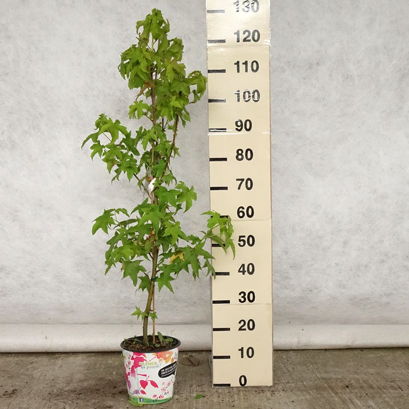 Example of Liquidambar styraciflua Lane Roberts - Copalme d'Amérique Pot de 2L/3L as you get in ete