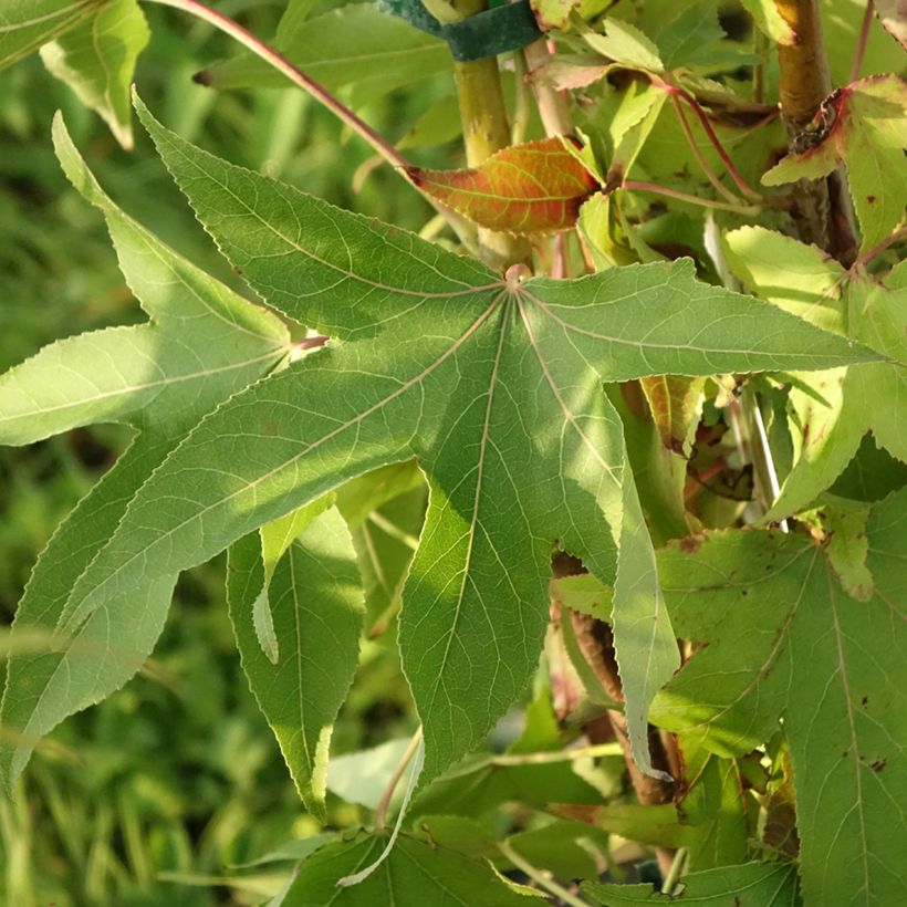 Liquidambar styraciflua Thea - Copalme d'Amérique (Foliage)