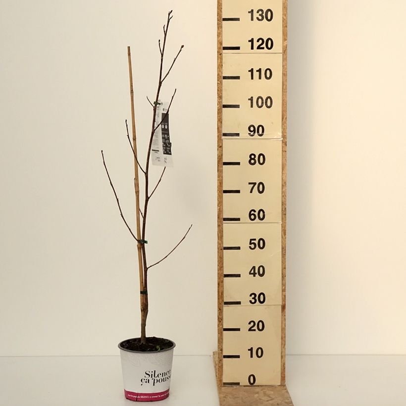 Example of Liriodendron tulipifera Fastigiata - Tulipier de Virginie Pot de 4L/5L, Tige as you get in hiver