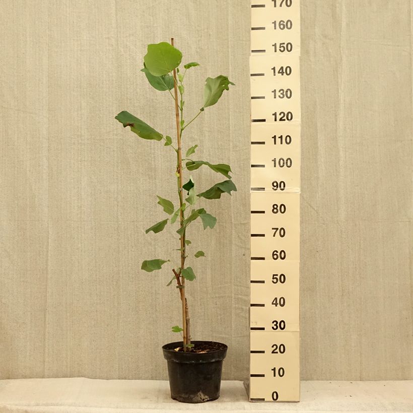 Example of Liriodendron tulipifera Purgatory - Tulipier de Virginie panaché Pot de 4L/5L as you get in ete