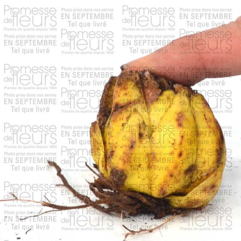 Example of Lis botanique - Lilium martagon var. album (blanc) Bulbe size 16+ as you get