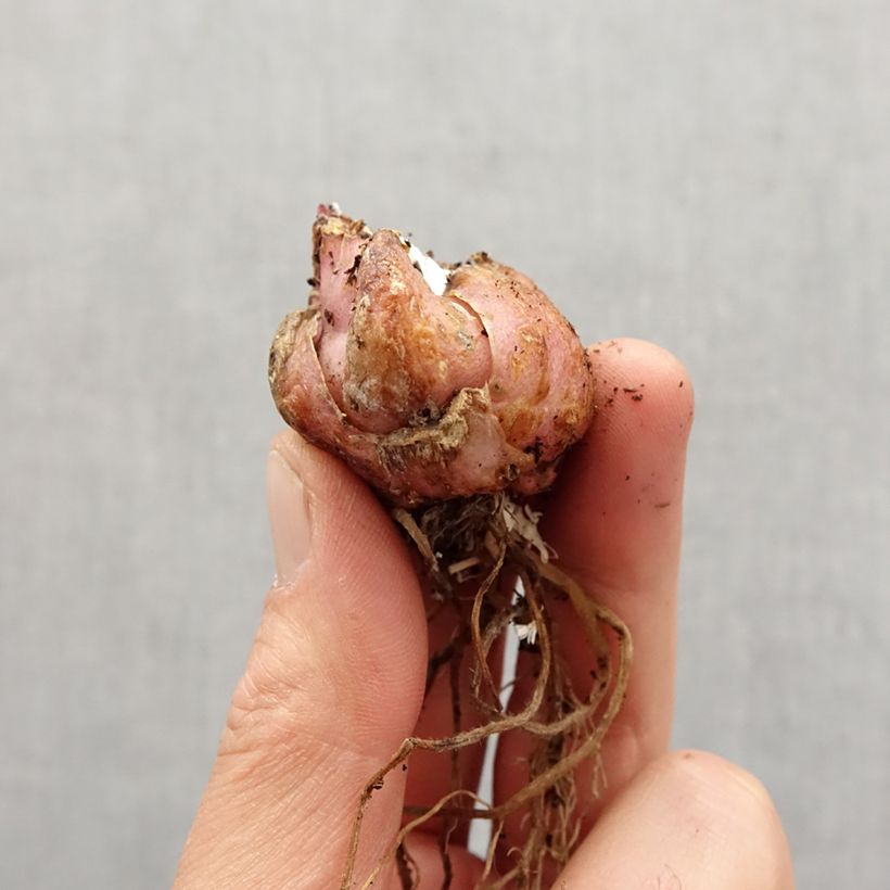 Example of Lis hybride Corsage NA Bulbe size 16/18 as you get in printemps