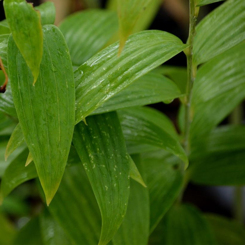 Lis oriental blanc - Lilium speciosum var. album (Foliage)