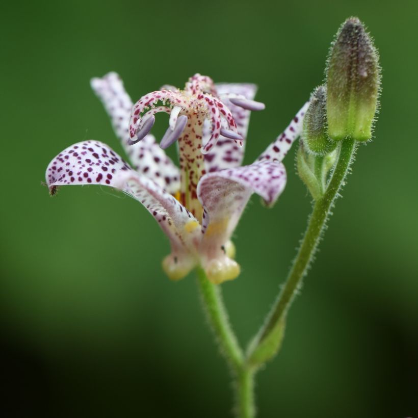Lis Orchidée - Tricyrtis hirta, Lis crapaud (Flowering)
